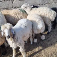 بره سفید صادراتی