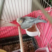 عروس هلندی دو ماه