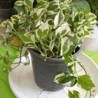 بار جدیدگیاه گلکده هلما گلی رسید|گل و گیاه طبیعی|رامهرمز, |دیوار