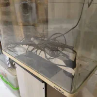 آکواریوم شرکتی ماهیران اصلی|ماهی|تهران, جنت‌آباد جنوبی|دیوار