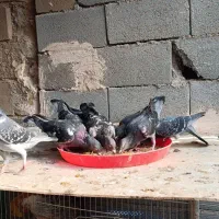 پلاکی نر|پرنده|دهاقان, |دیوار