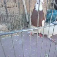 ماده طوقی|پرنده|ماهان, |دیوار