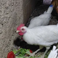 خروس یه تیغ سفید محلی