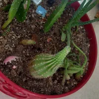 گل طبیعی|گل و گیاه طبیعی|تهران, آزادشهر|دیوار