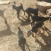 کهره شیری و بره شیری|حیوانات مزرعه|شیراز, بید زرد|دیوار