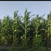 ذرت علوفه پر دان درجه یک|حیوانات مزرعه|چهاربرج, |دیوار