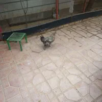 خروس پرپا