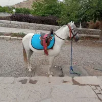 اسب سواری  عکاسی با اسب و محیط