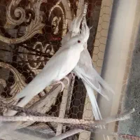 جفت آلبینو مولد