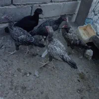 مرغ لاری|حیوانات مزرعه|سراوان, |دیوار