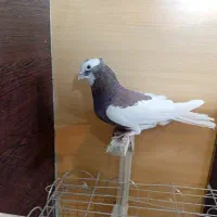 کبوتر یا کفتر شهری بهبونی