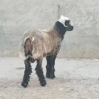 بره قوچی
