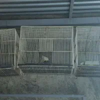 تعدادقفس پرنده