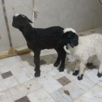 بره شیری خالص افشار|حیوانات مزرعه|قم, قلعه کامکار|دیوار