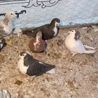 کفتر|پرنده|رفسنجان, |دیوار