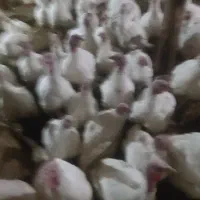 بوقلمون گوشتی