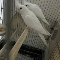 عروس هلندی جفت