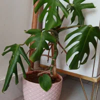 گل های طبیعی|گل و گیاه طبیعی|نیشابور, شریعتی|دیوار