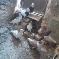 ۴جفت کفتر جفتگاه ضمانتی