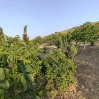 دهنوقلندری زمین باغ ویلا دهنو قلندری خانزنیان قلات|فروش زمین و ملک کلنگی|شیراز, امام حسین|دیوار