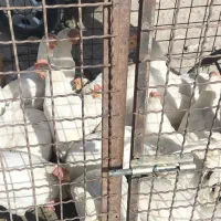 مرغ سفید پردار تاقچه