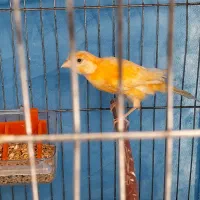 قناری ماده آماده پرتقالی|پرنده|بم, |دیوار