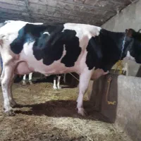 گاو سالم شیری با گوساله