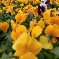 گل و گیاه فصلی|خدمات باغبانی و درختکاری|پاکدشت, پاکدشت (مامازند)|دیوار