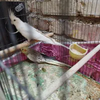 یک جفت عروس هلندی