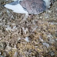ساتینا ماده|پرنده|میان جلگه, |دیوار