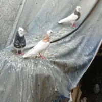 کبوتر سینیه|پرنده|دهدشت, |دیوار