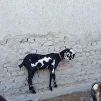 بز دو دندان پنجاب تکه خورده