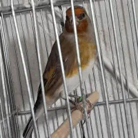 سره قناری لرخون