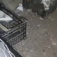 کبوتر بلژیکی اصل و نژاد دار|پرنده|میانه, |دیوار