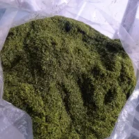 شوید سبز بومی لوکس