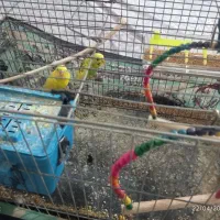 مرغ عشق نر و ماده