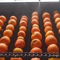 خط کامل سورتینگ کلرشور واکس سایزینگ فرچه شستشو|ماشینآلات صنعتی|رودسر, |دیوار