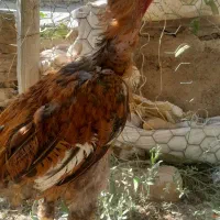 لاری خروس