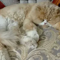 گربه پرشین نر ، کاراملی