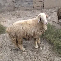 قوچ|حیوانات مزرعه|ارم, |دیوار