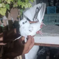 کبوتر گرفته|پرنده|ایوان, |دیوار