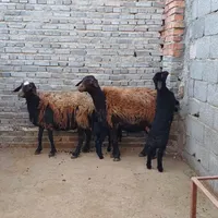 گوسفند بره دار جوان|حیوانات مزرعه|تبریز, |دیوار