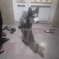 واگذاری. هاسکی زیباوباهوش. ویک اشپیتز واقعابازیگوش|سگ|کرمان, |دیوار