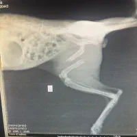 سلام یه گربه نر ۶‌ماهه پاش شکسته و الان عمل شده|گربه|اندیشه, اندیشه فاز ۲|دیوار