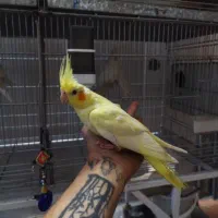 عروس هلندی و تازه دون خور لوتینو|پرنده|قم, نوبهار|دیوار