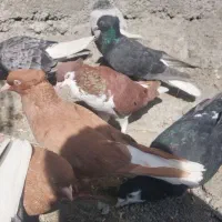 پرنده کبوتر دمسفید