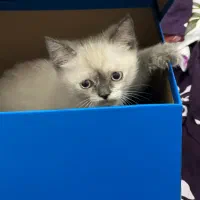 گربه سیامی و اسکاتیش