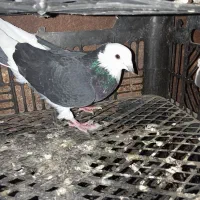 کفتر|پرنده|شمیل, |دیوار