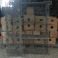 قفس پران ولانه عروس هلندی|لوازم جانبی حیوانات|رامسر, |دیوار