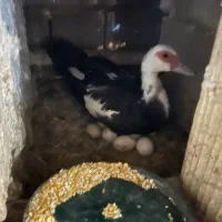 پرنده مولد اصل